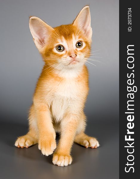 Kitten whom the first time poses in studio. Kitten whom the first time poses in studio