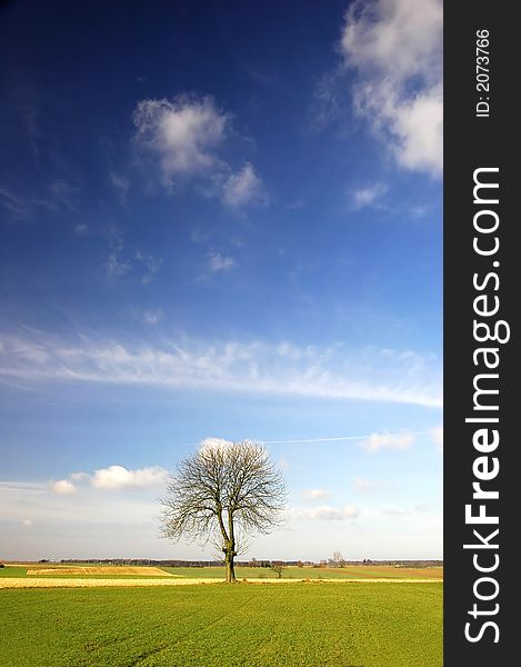 Alone tree on the blue sky background