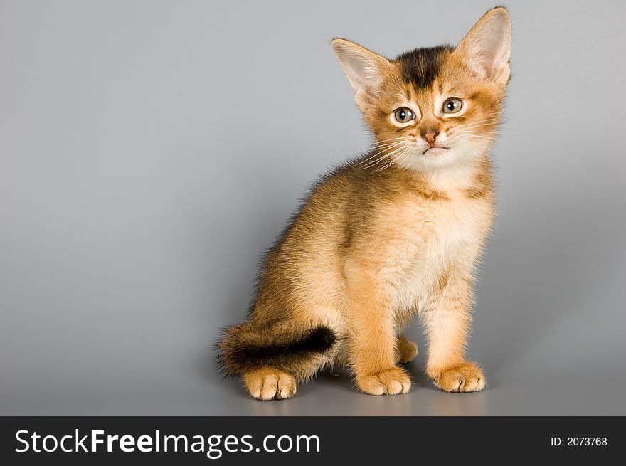 Kitten whom the first time poses in studio. Kitten whom the first time poses in studio