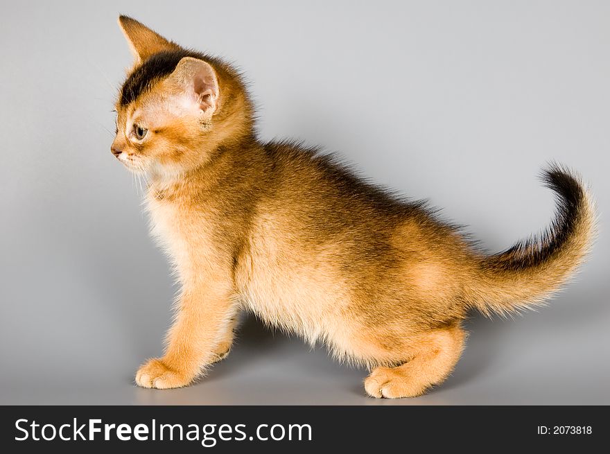 Kitten whom the first time poses in studio. Kitten whom the first time poses in studio