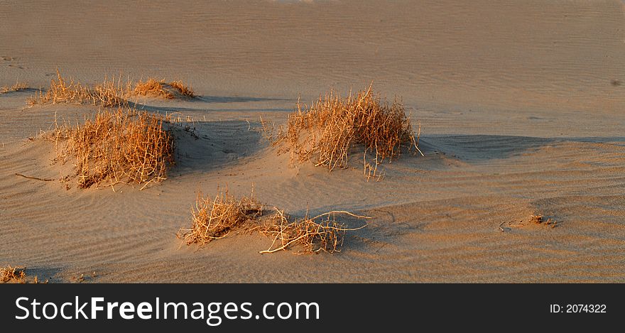 Golden colored sagebrush in the sand in Death Valley California