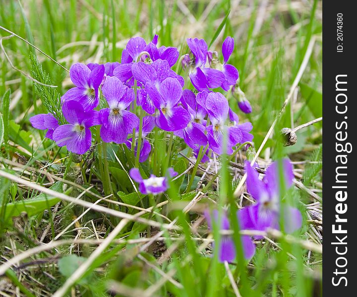 Mauve spring flowers in springtime