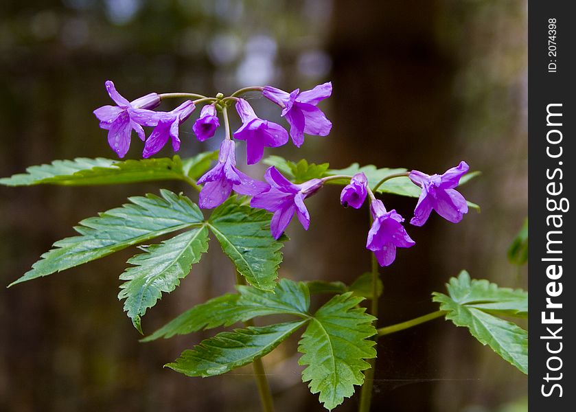 Mauve spring flowers in springtime close-up I