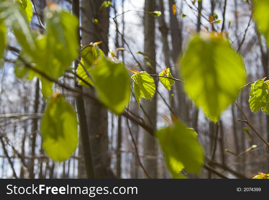 New leafs in springtime close-up. New leafs in springtime close-up