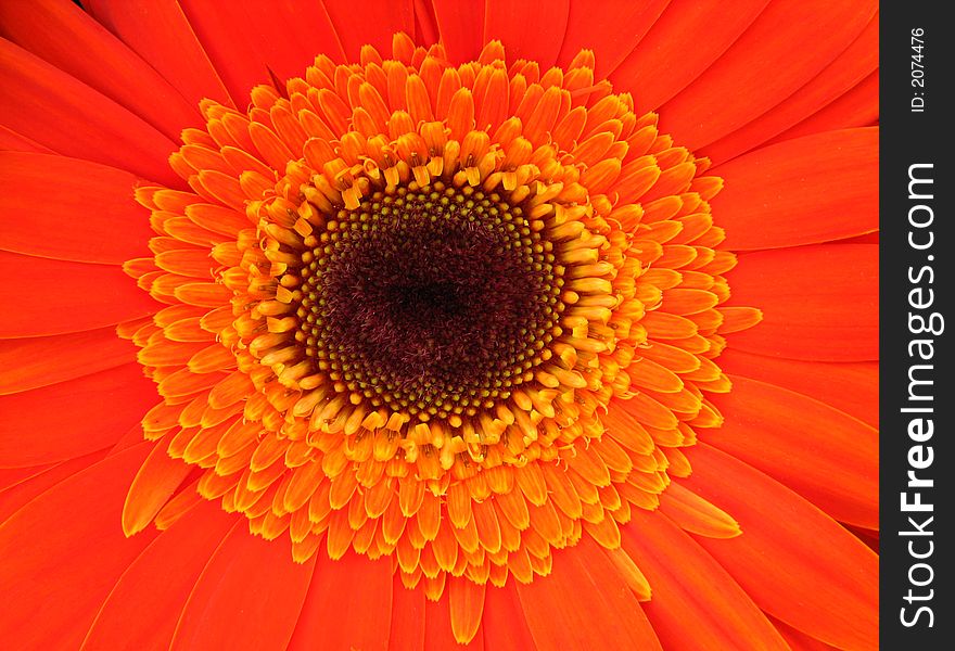 Close up of orange gerber daisy. Close up of orange gerber daisy