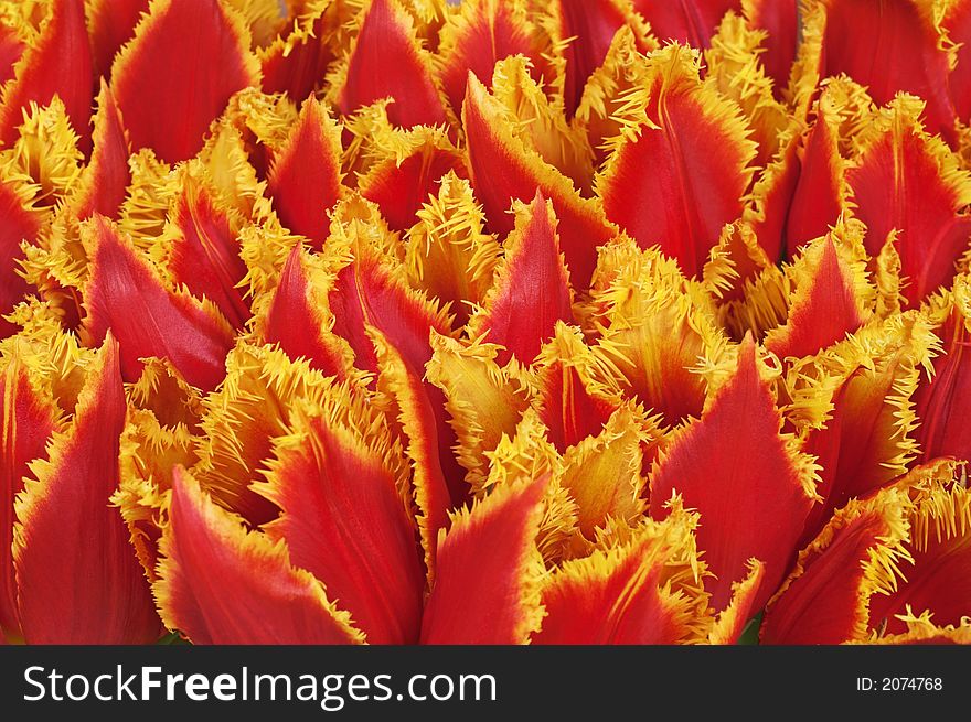 Red tulips bunch closeup