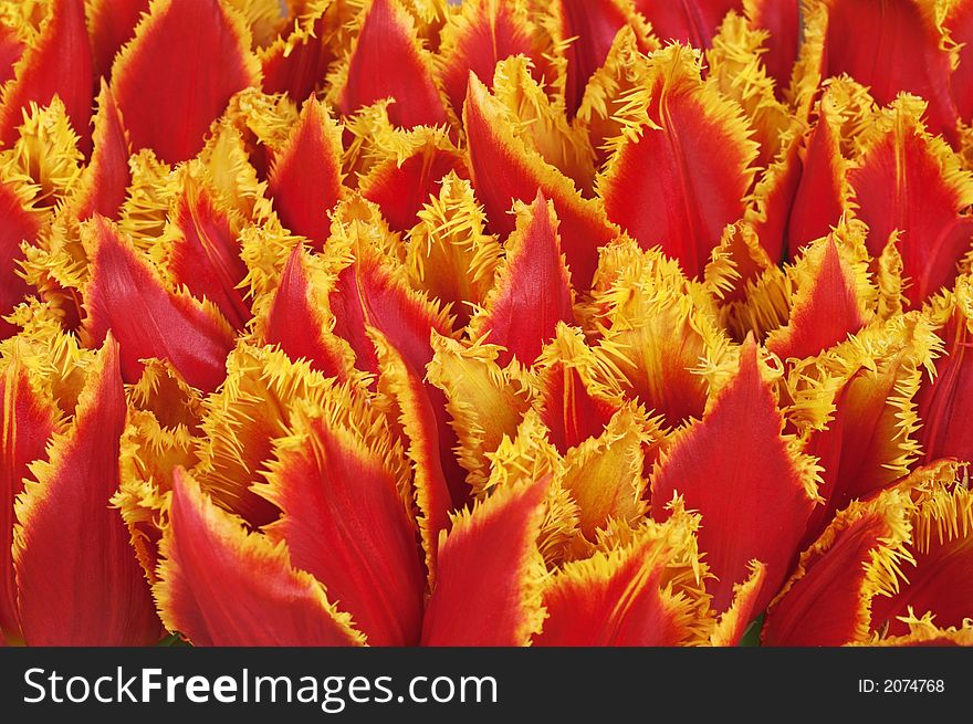 Red Tulips Bunch Closeup