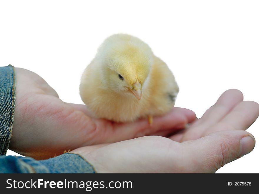 Hands holding fluffy baby chicken