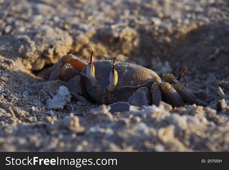 Cautious crab