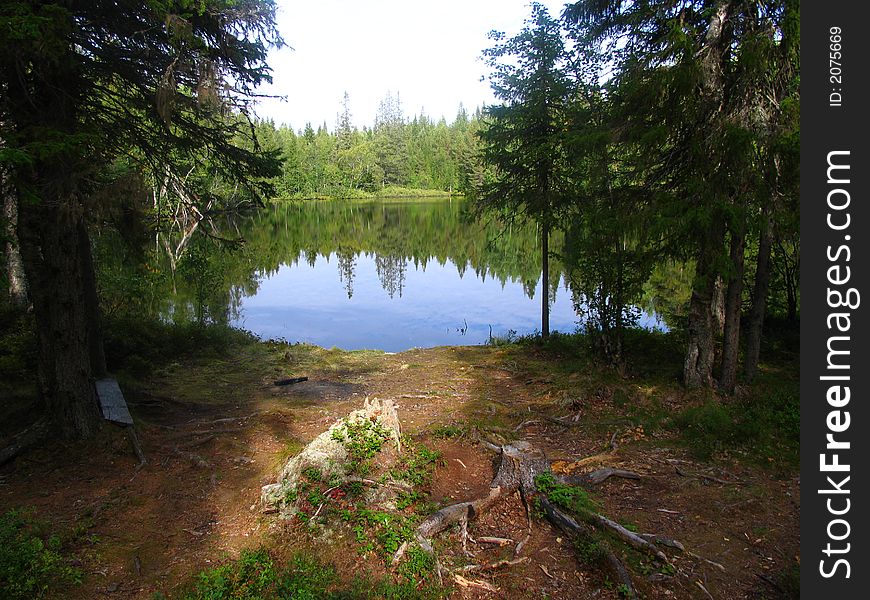 A small lake in the forest