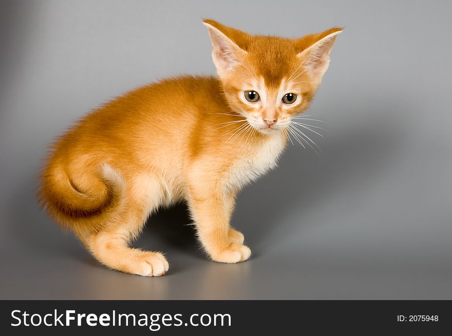 Kitten whom the first time poses in studio. Kitten whom the first time poses in studio