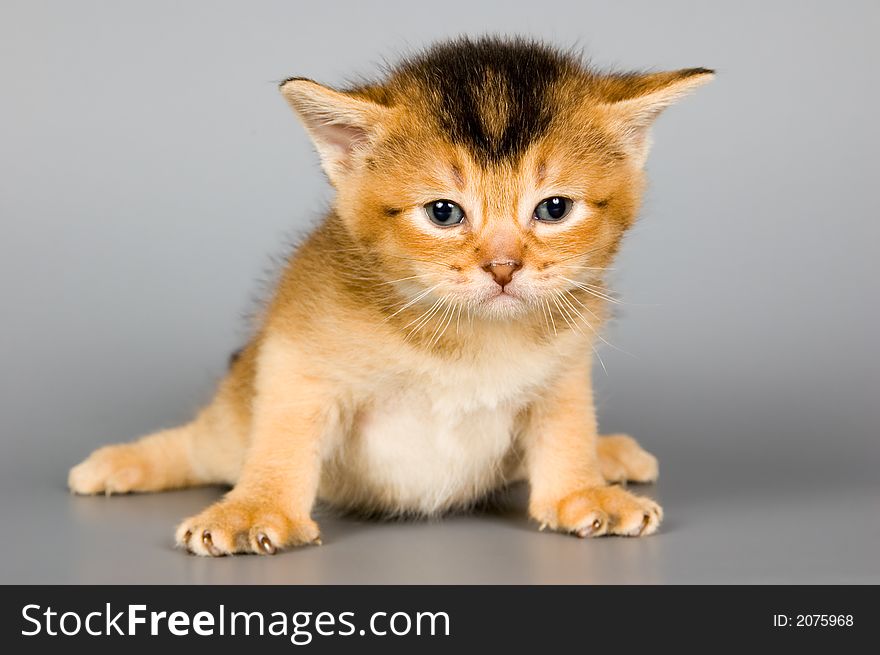 Kitten whom the first time poses in studio. Kitten whom the first time poses in studio