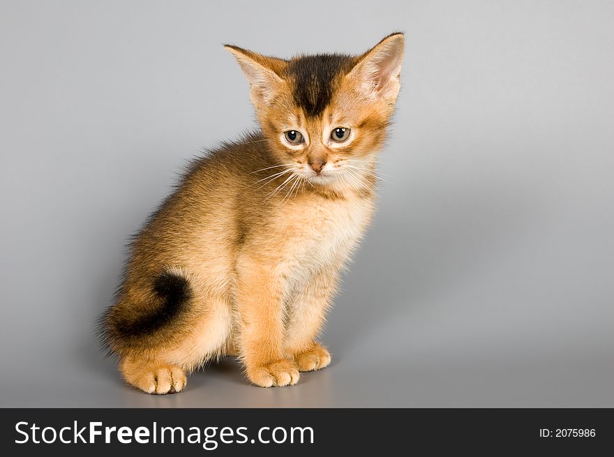 Kitten whom the first time poses in studio. Kitten whom the first time poses in studio