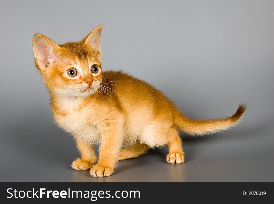 Kitten whom the first time poses in studio. Kitten whom the first time poses in studio