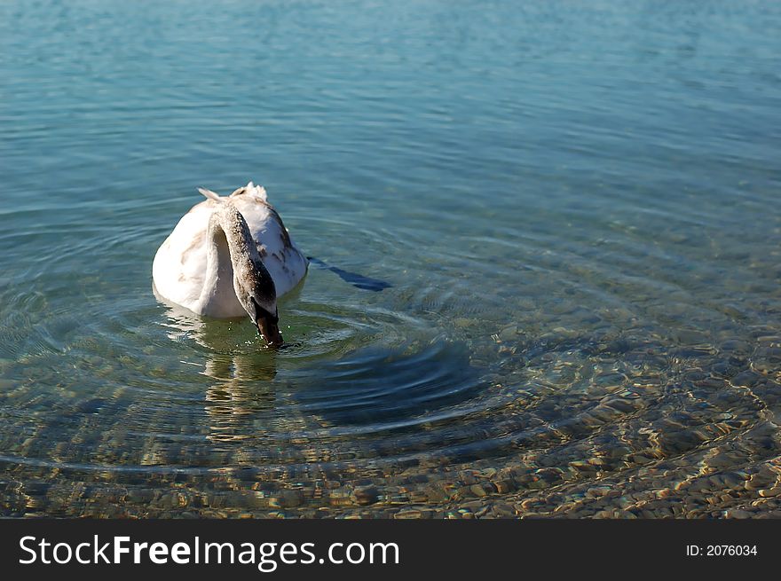 White swan in a clear lake. White swan in a clear lake