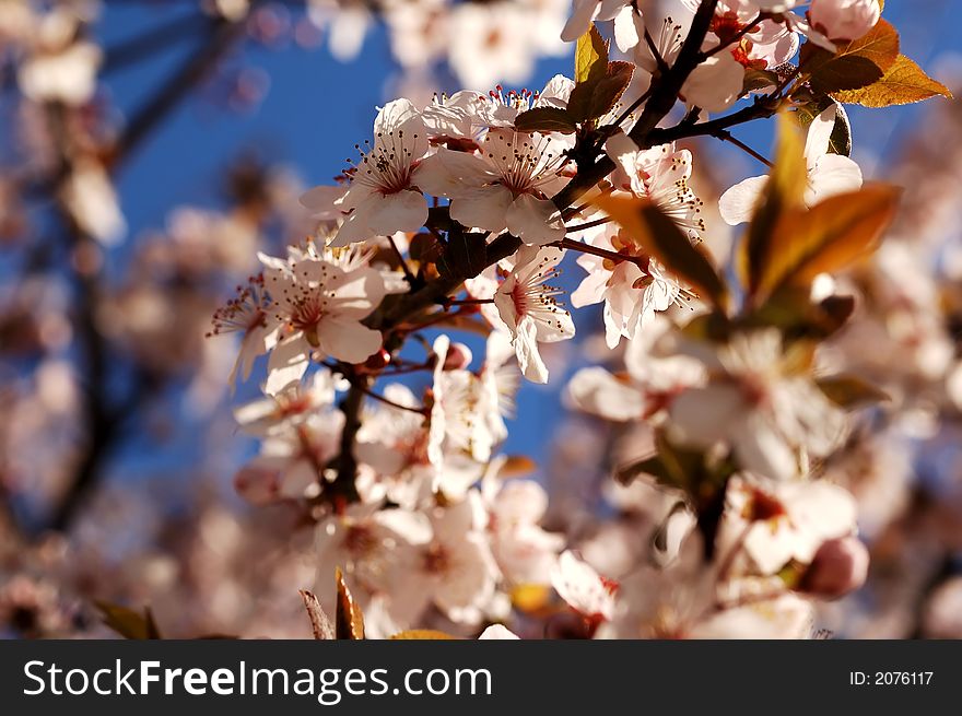 Nice pink spring flowers in a bloom. Nice pink spring flowers in a bloom