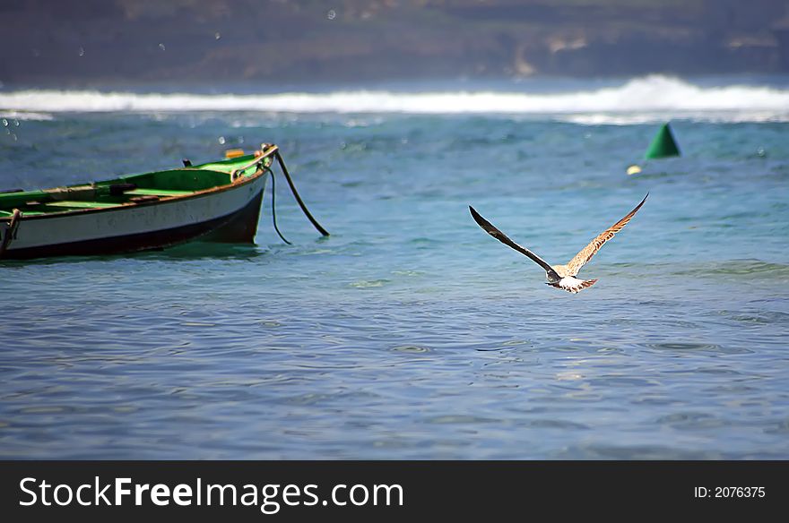 Seagull flying over the sea with fish boat