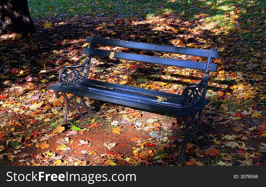 Park bench in fall light with leaves