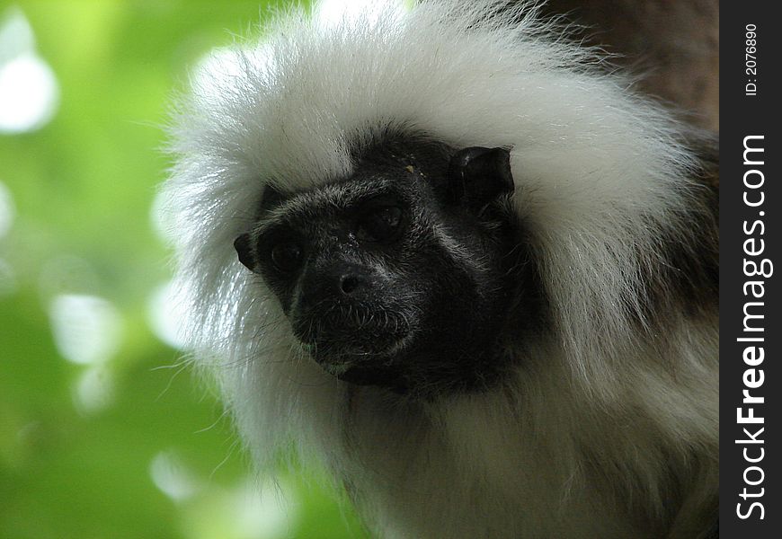 Black And White Monkey