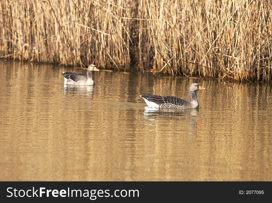 Wild geese on a lake