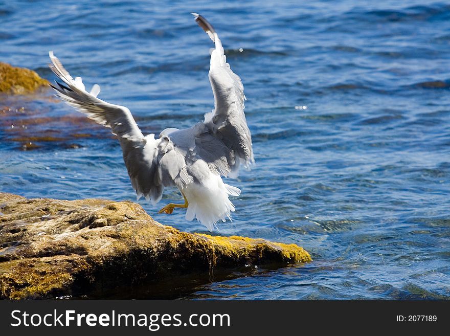 Seagull perching at coastal stones.