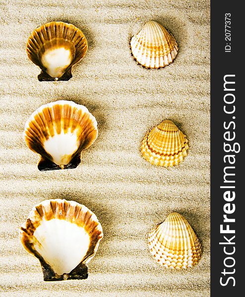 Shell - The hard, rigid outer calcium carbonate animals cover is called a shell. Shell - The hard, rigid outer calcium carbonate animals cover is called a shell.