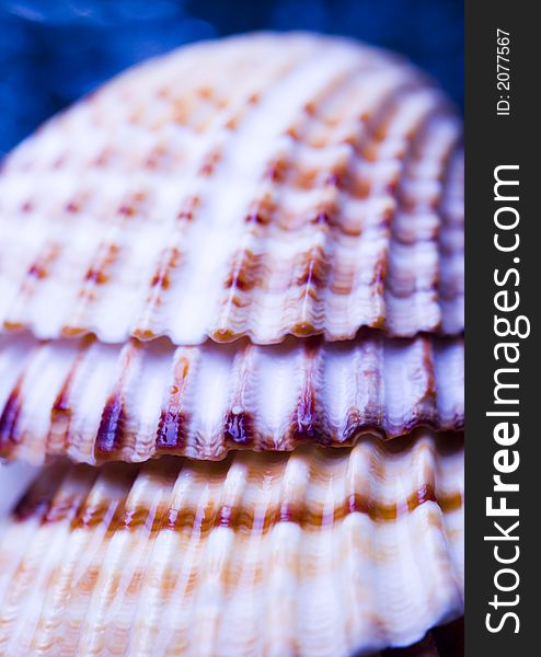 Shell - The hard, rigid outer calcium carbonate animals cover is called a shell. Shell - The hard, rigid outer calcium carbonate animals cover is called a shell.