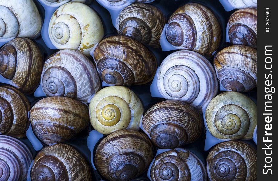 Shells in water