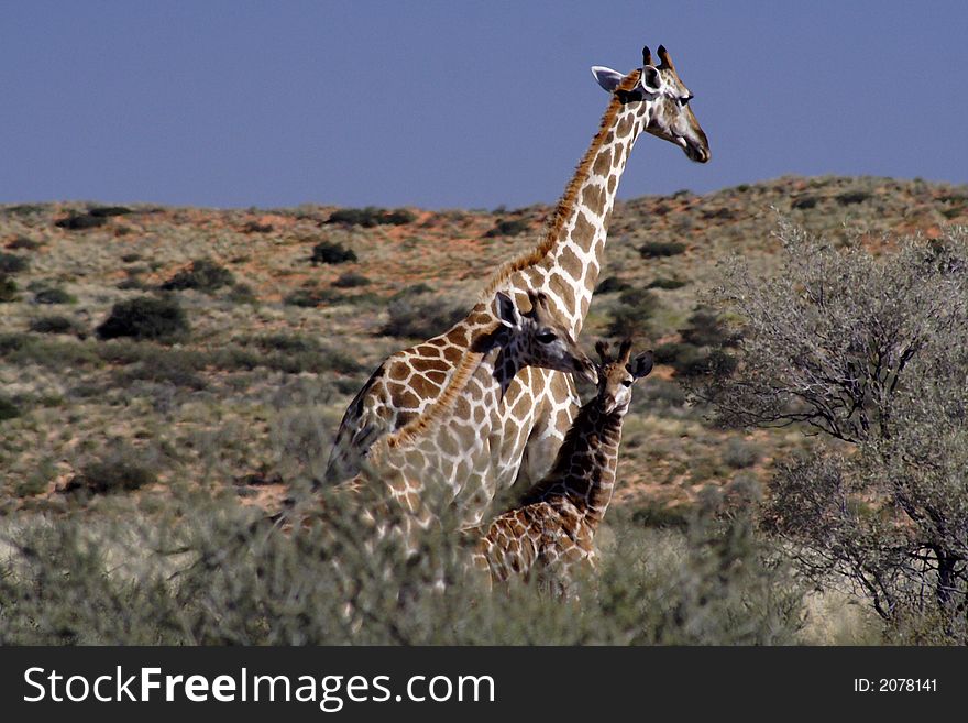 A family of 3 giraffes taken near Mata-Mata in the Kalahari desert. A family of 3 giraffes taken near Mata-Mata in the Kalahari desert