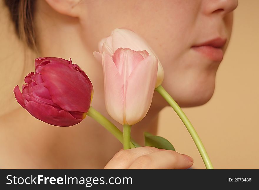 An image of three tulips for greeting postcard. An image of three tulips for greeting postcard