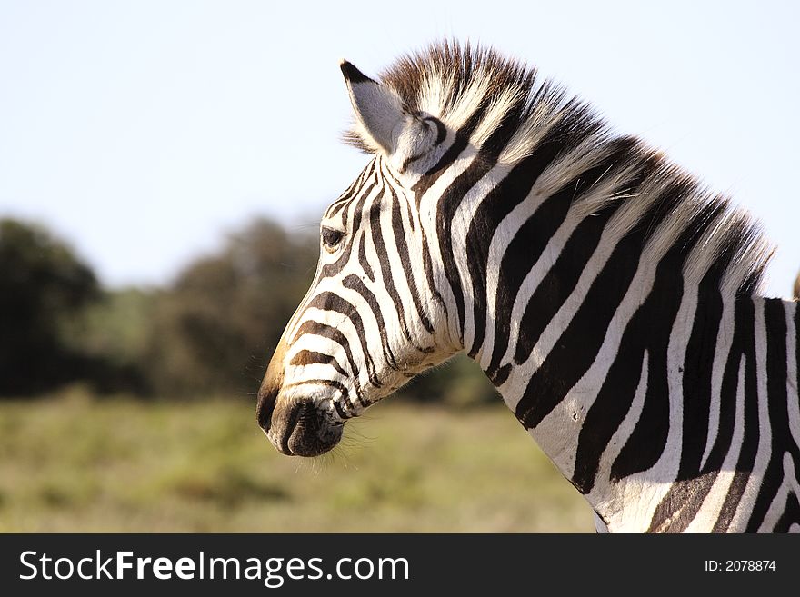A Burchells Zebra