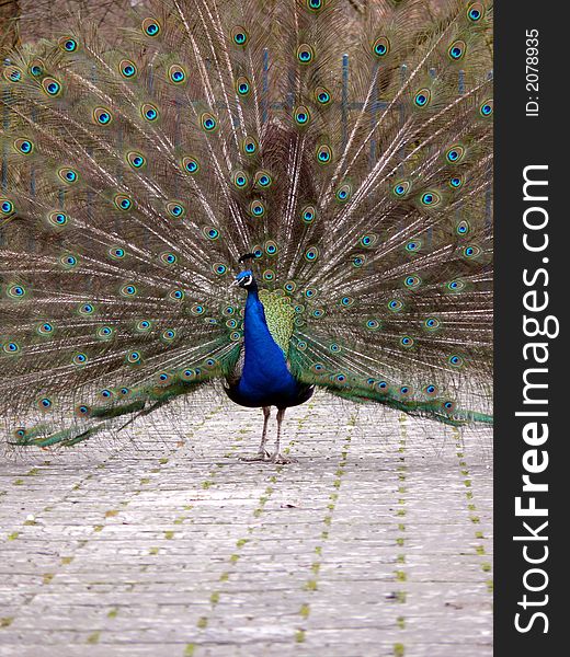 Portrait of peacock detailed view and path. Portrait of peacock detailed view and path
