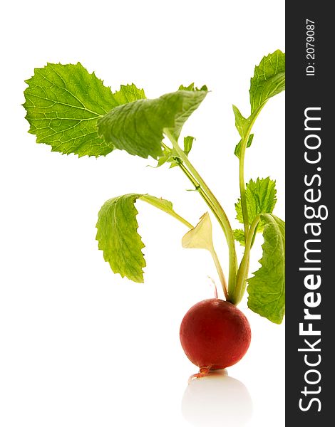 Fresh radish over white background