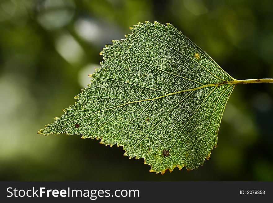 A green birch leaf in backlight.