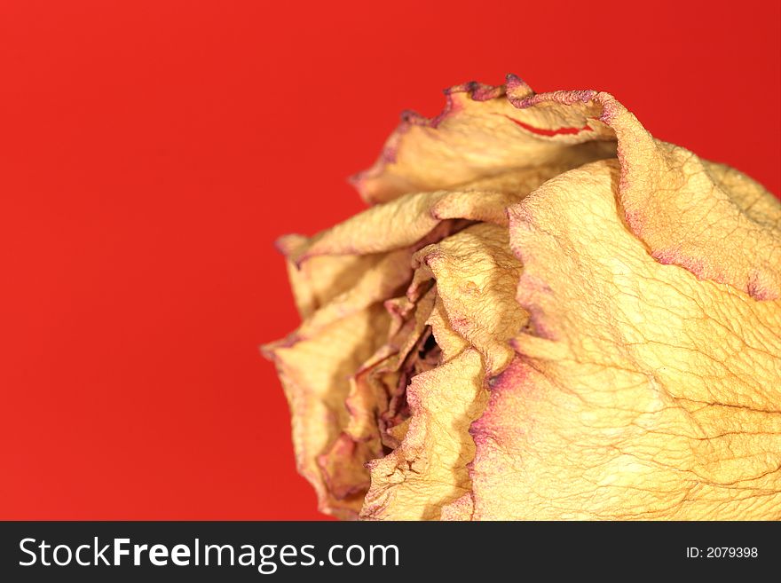 Dried Rose On Red