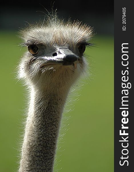 An ostrich watching the photographer very closely. An ostrich watching the photographer very closely.