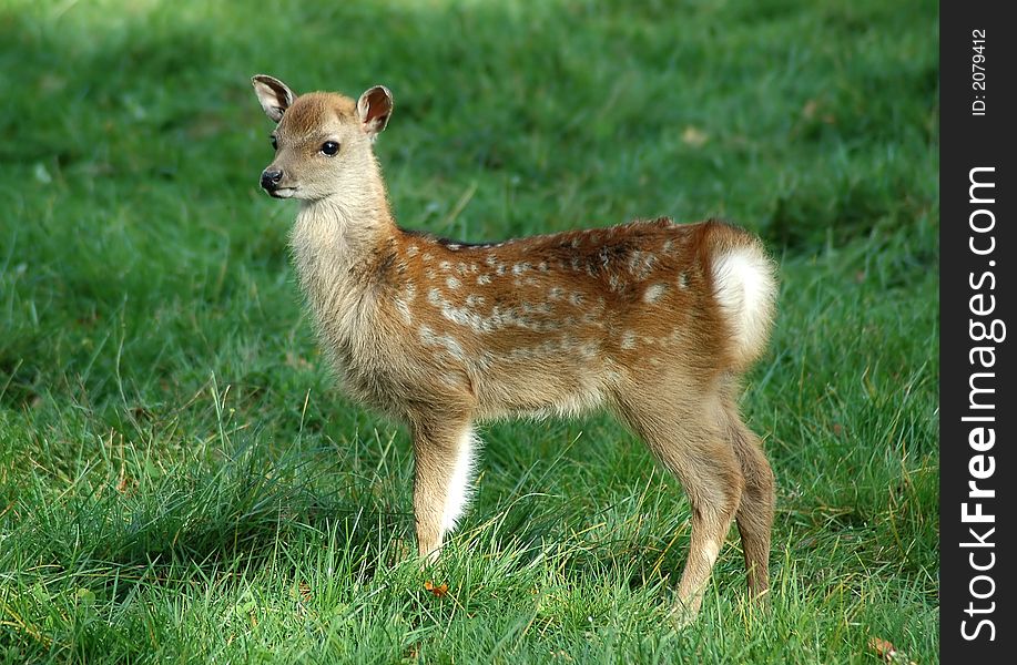 A small fawn on a green clearing. A small fawn on a green clearing.