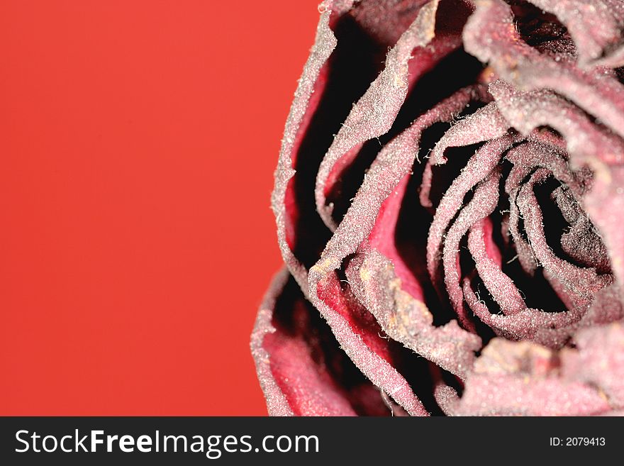 Dried rose placed at the side for textspace or take it for a greeting card. Dried rose placed at the side for textspace or take it for a greeting card.