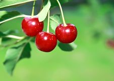 Ripe Big Red Cherries On Branch Royalty Free Stock Photos Ripe Big Red Cherries On Branch Royalty Free Stock Photos