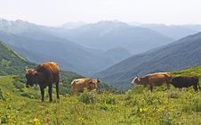 Four Grazing Cows In Mountains Royalty Free Stock Image Four Grazing Cows In Mountains Royalty Free Stock Image