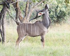 Male Kudu Eating Leaves Stock Photo Male Kudu Eating Leaves Stock Photo