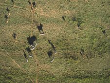 Aerial Photo Of Zebras And Impalas Stock Photography Aerial Photo Of Zebras And Impalas Stock Photography