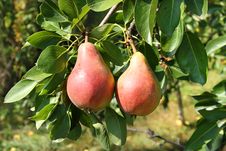 Two Pears Royalty Free Stock Photos Two Pears Royalty Free Stock Photos