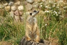 The Meerkat Or Suricate Stock Photography