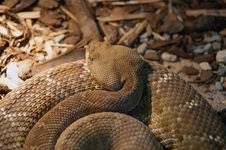 A Close-up Shot Snake Python Royalty Free Stock Photo