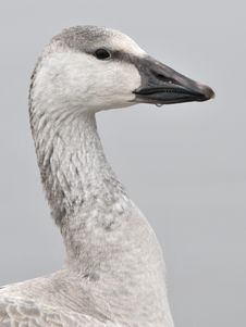 Snow Goose Portrait Stock Images