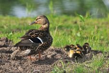 Duck Female With Ducklings Stock Images