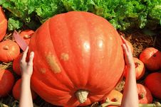 Big Size Of Pumpkin Stock Image Big Size Of Pumpkin Stock Image