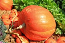 Big Size Of Pumpkin Stock Photography Big Size Of Pumpkin Stock Photography