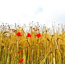 Poppy Flowers With Blue Sky Royalty Free Stock Photography Poppy Flowers With Blue Sky Royalty Free Stock Photography